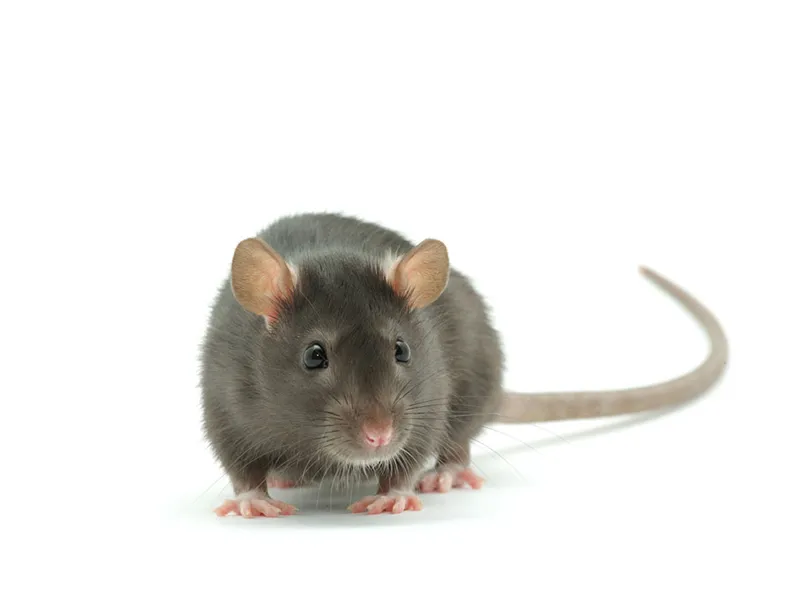 Signs That Rodents Have Escaped the Winter Inside of Your Home