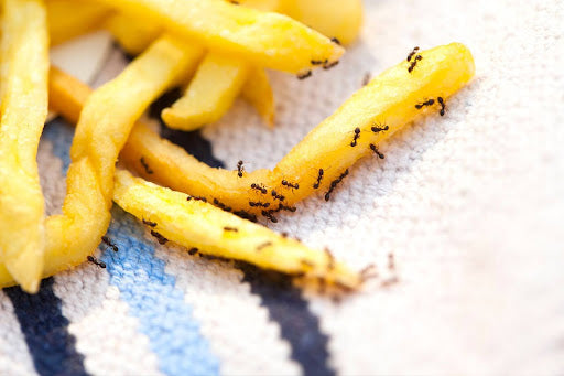 Maximizing Ant Control: How Long Do Ant Traps Last?