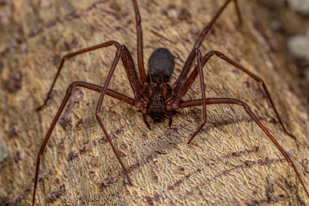 How to Get Rid of Brown Recluse Spiders: An Expert Guide