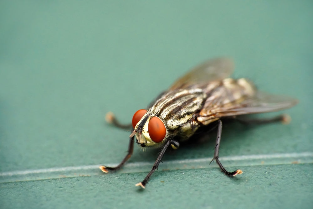 how to trap houseflies