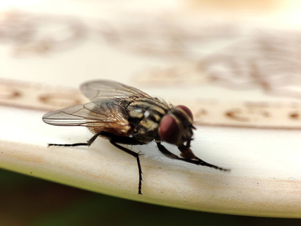 How to Get Rid of Flies in the House: Quick and Effective Solutions