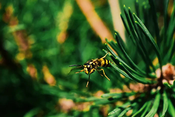 3 Simple Steps to Green Pest Control