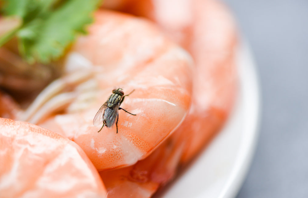 What Attracts Flies: Common Things That Flies Like