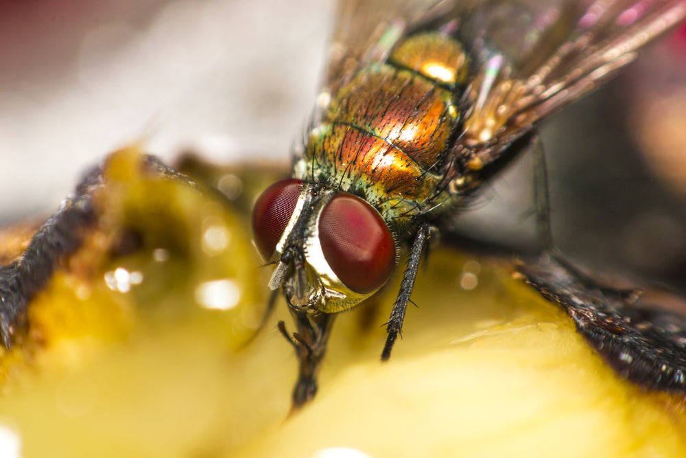 What Do Flies Eat?