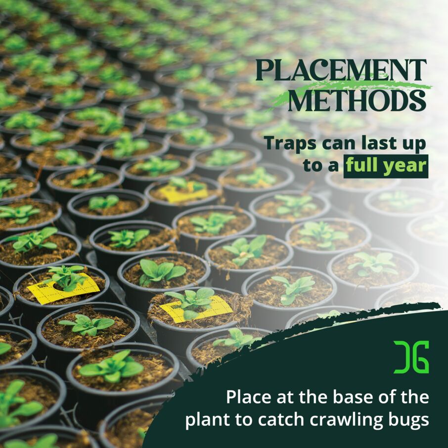 Pre-Cut Ready to Use Sticky Traps with Center Hole Pre-Cut Ready to Use Sticky Traps with Center Hole