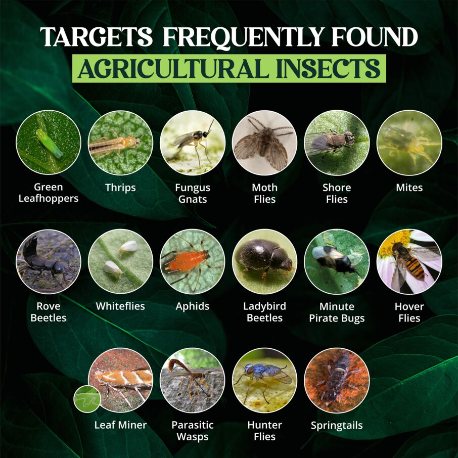 Dual Action Sticky Traps for Plants Dual Action Sticky Traps for Plants