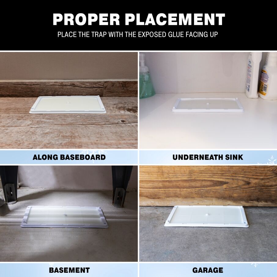 Rodent & Insect Glue Trays for Cold Weather Rodent & Insect Glue Trays for Cold Weather