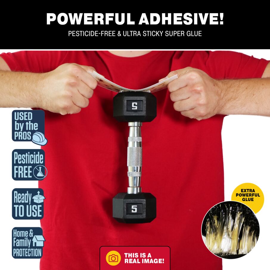 Spider Glue Board Traps Spider Glue Board Traps