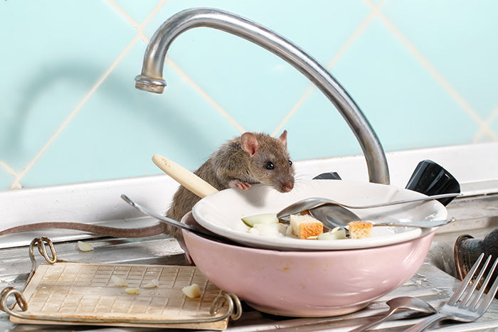 Rat in House Kitchen Rat in House Kitchen