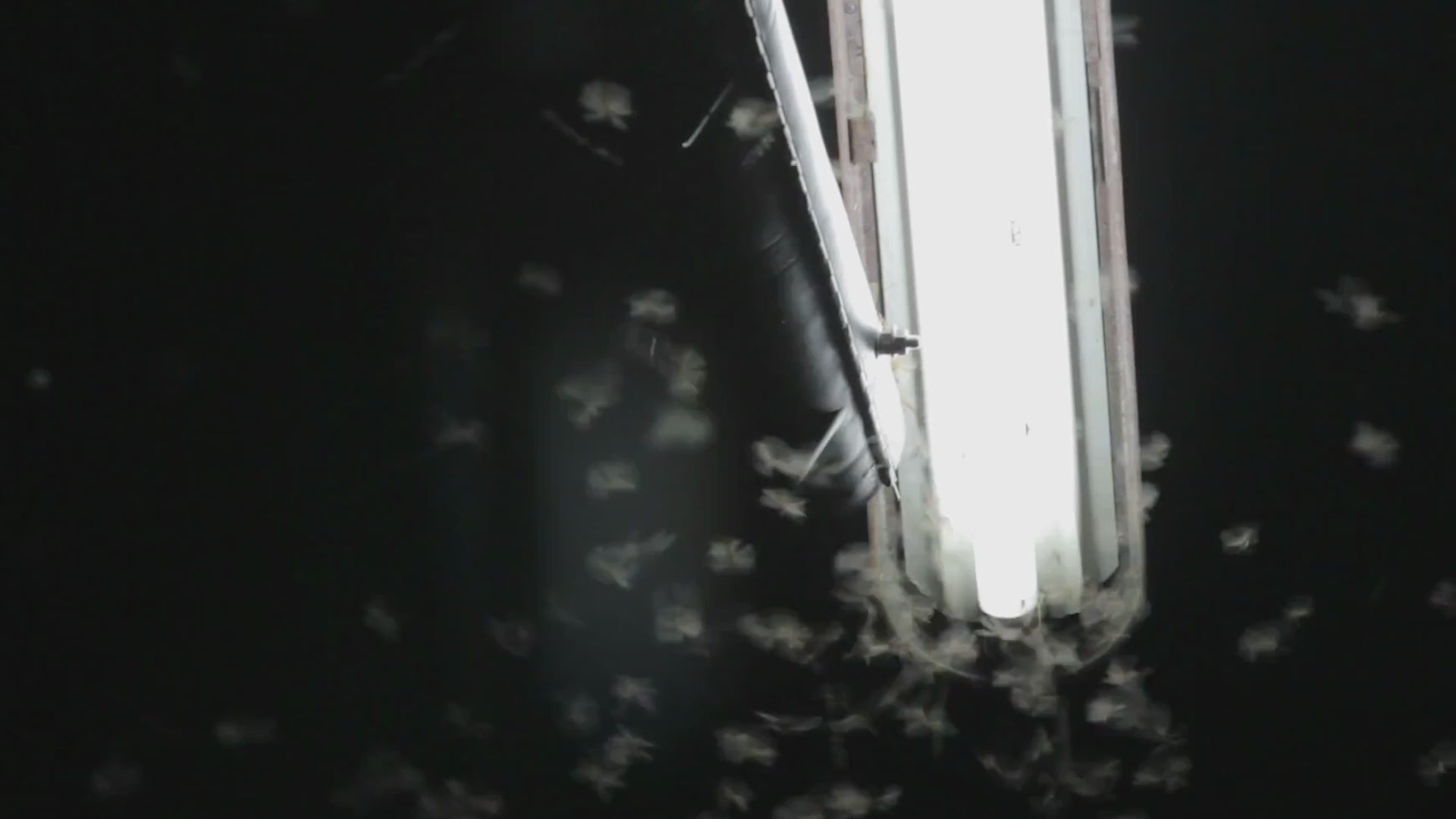 Clothes Moth Traps with Pheromones Clothes Moth Traps with Pheromones