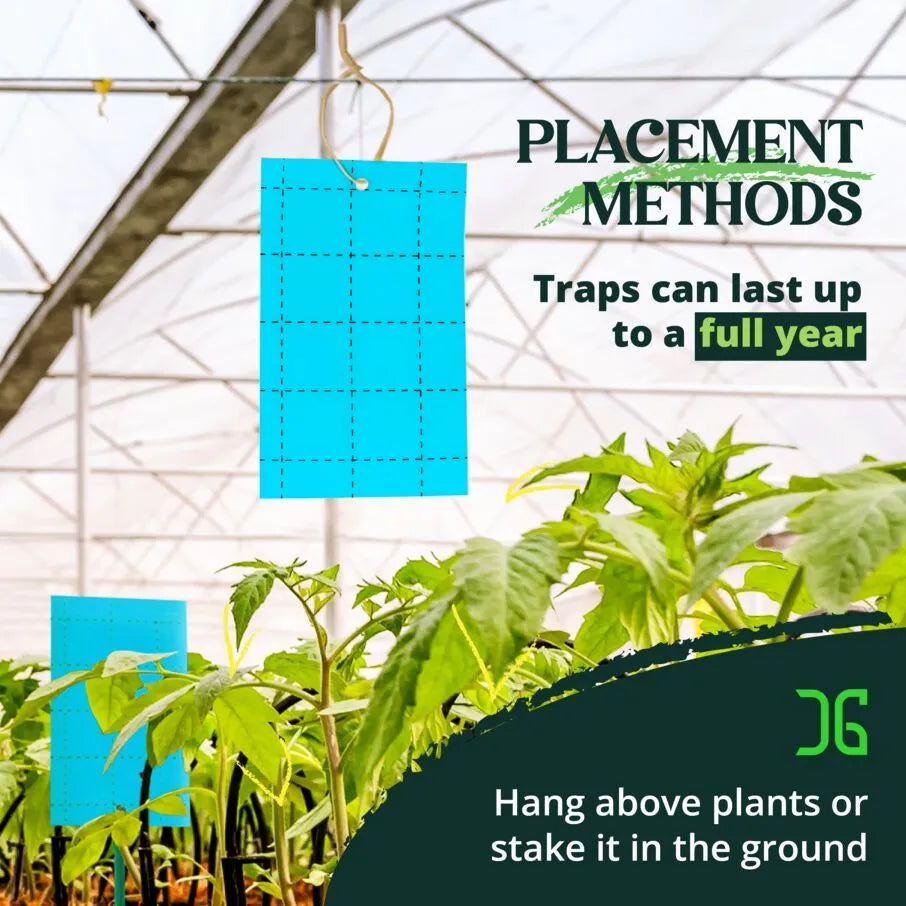 3"x5" Double-Sided Blue Sticky Card Insect Trap 3"x5" Double-Sided Blue Sticky Card Insect Trap