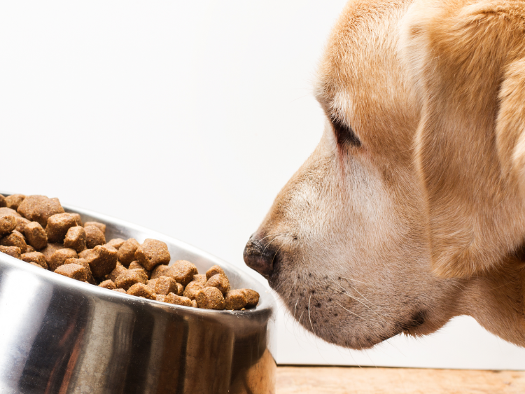 Pet Food & Pests: How to Keep Pests Out of Pet Food