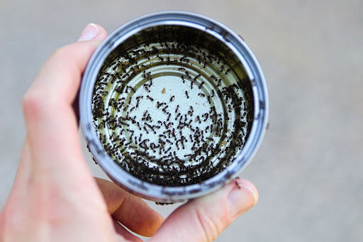 How Do Ant Traps Work? A Guide to Effective Pest Control