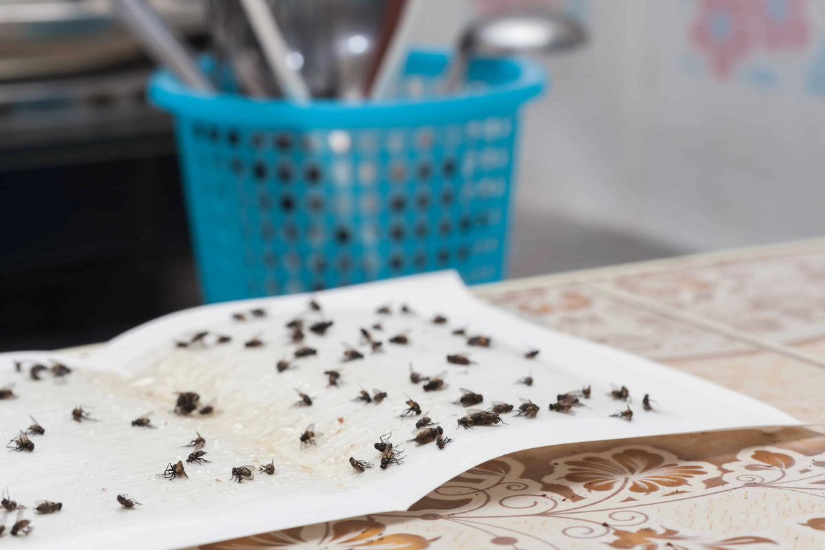 The Secret to Getting Rid of Stink Bugs Inside of Your Home