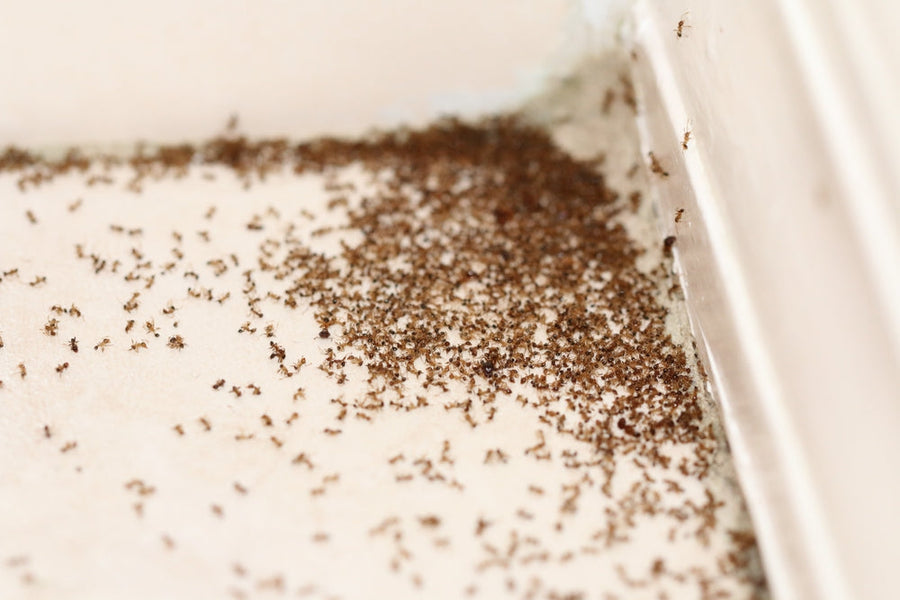 A large group of ants swarming along the corner of a wall and floor indoors.