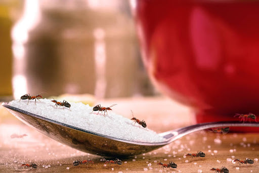 How Long Do Ant Traps Take to Work?
