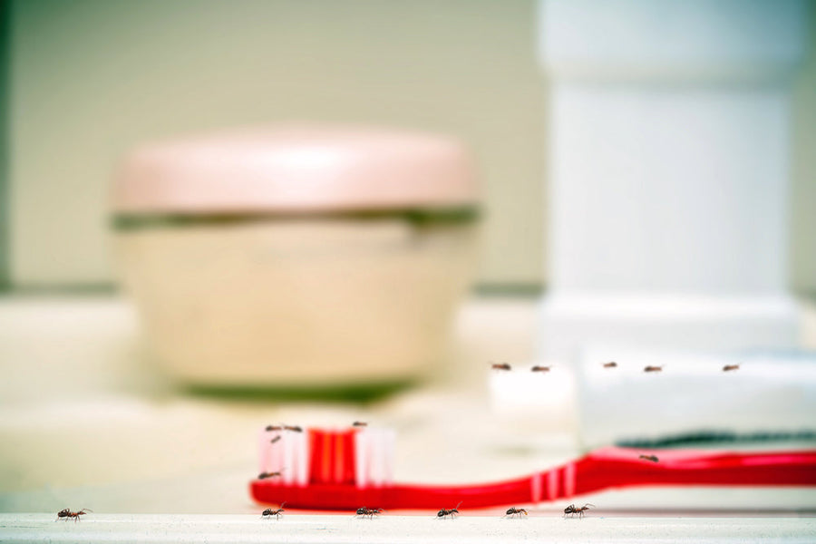ants in bathroom on toothbrush