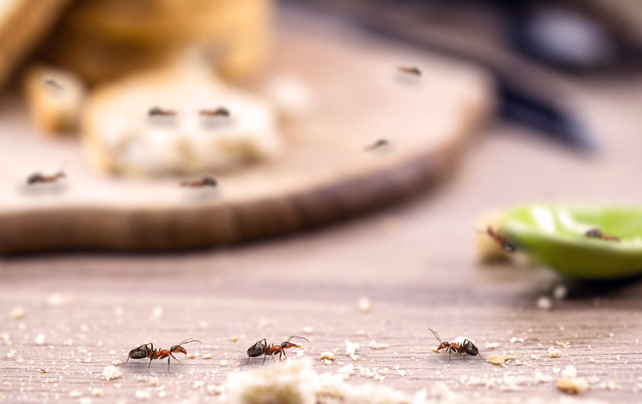 Ants crawling on kitchen counter with food crumbs and bread pieces
