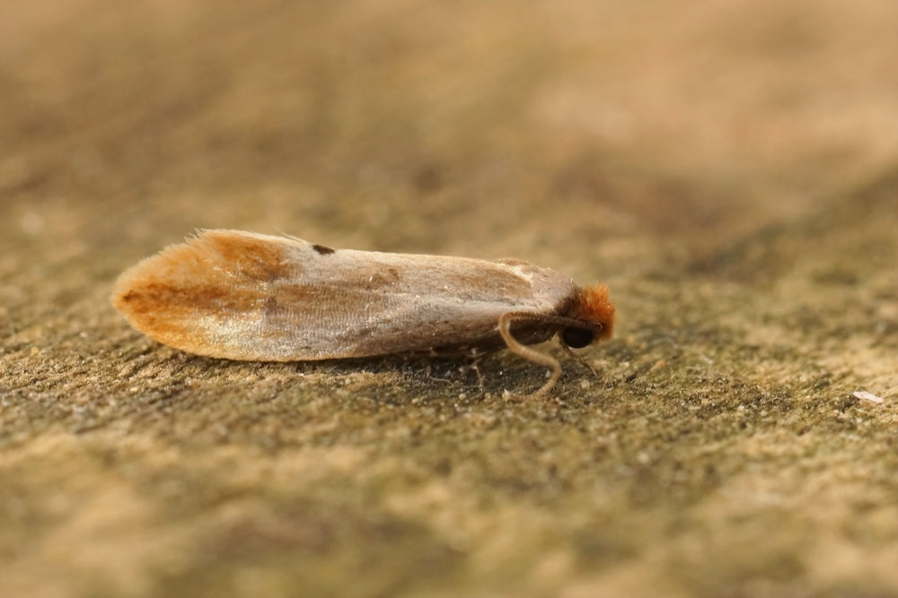 Do Moths Eat Clothes? A Guide to Protecting Your Wardrobe