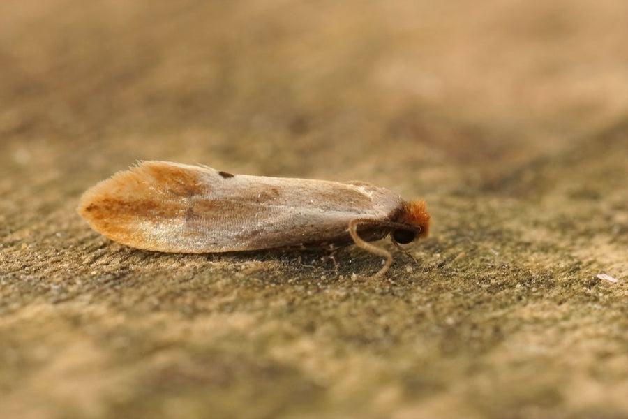 Clothes moth resting on fabric surface