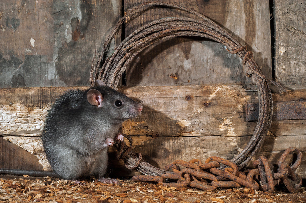 Do Mouse Traps Work on Rats?
