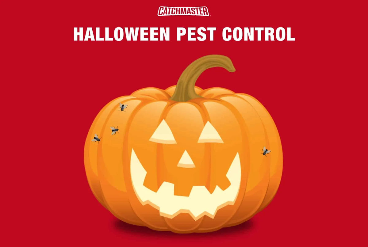 Keeping Your Home & Pumpkins Safe from Pests this Halloween