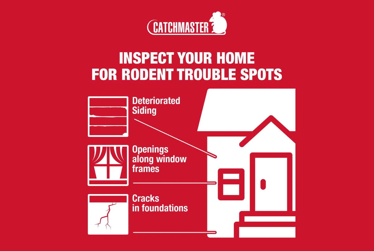 Rodent Exclusion Tips: Keep Rodents Out for Good