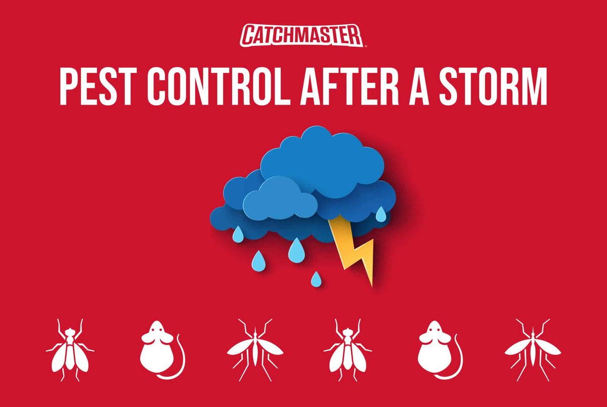 Post-Flood Pest Prevention