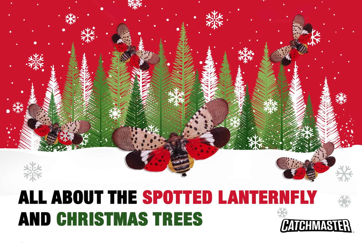 The Spotted Lanternfly and Christmas Trees