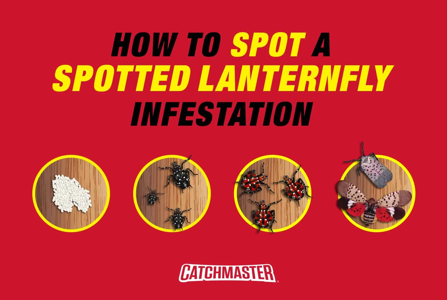 How to Spot a Spotted Lanternfly Infestation