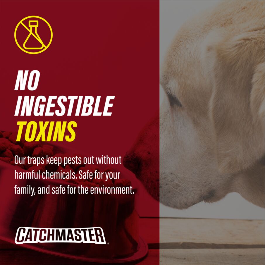 Are Glue Traps Toxic to Humans or Pets? Understanding Safety Risks and Precautions