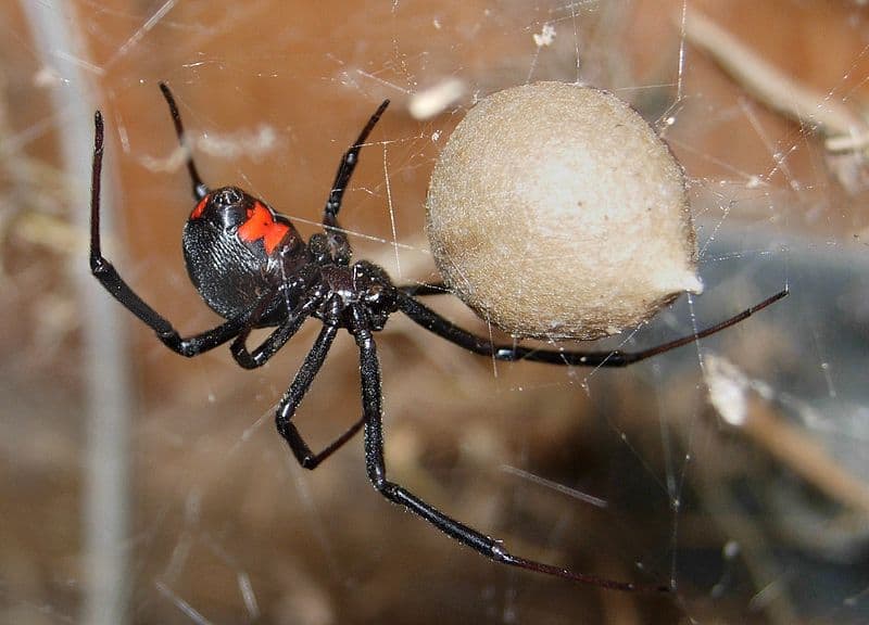 Black widow spider guarding egg sac in web