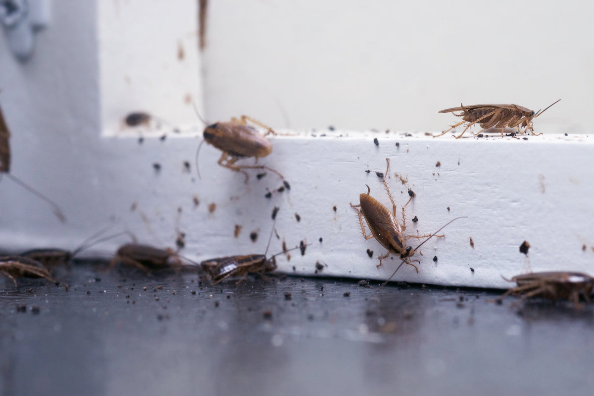 How to Identify Roach Droppings in Your Home