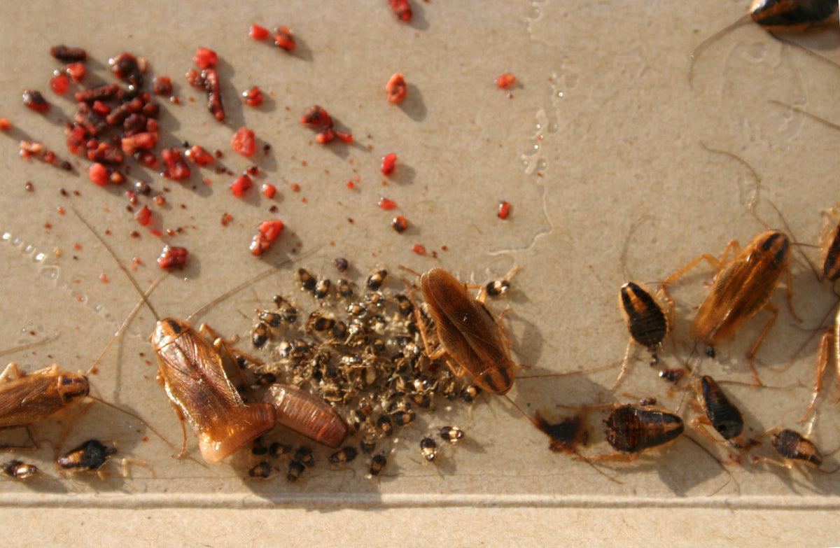 What Homeowners Should Know About Cockroach Eggs