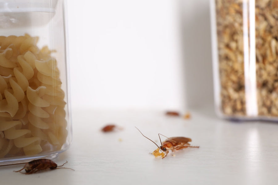 roaches in the kitchen