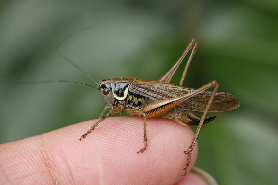 cricket on the finger