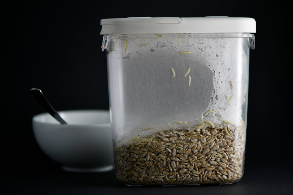 How to Get Rid of Pantry Bugs