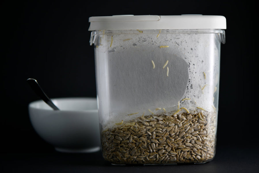 food container filled with sunflower seeds infested by indian meal moths
