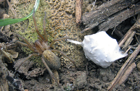 Hobo Spiders: The Complete Guide to Identification, Bites & Extermination