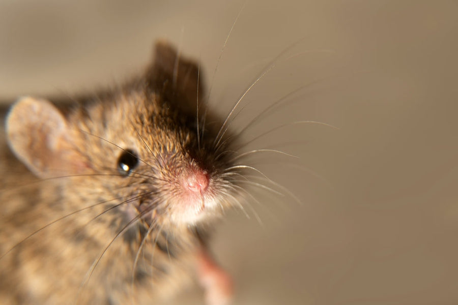 House mouse
