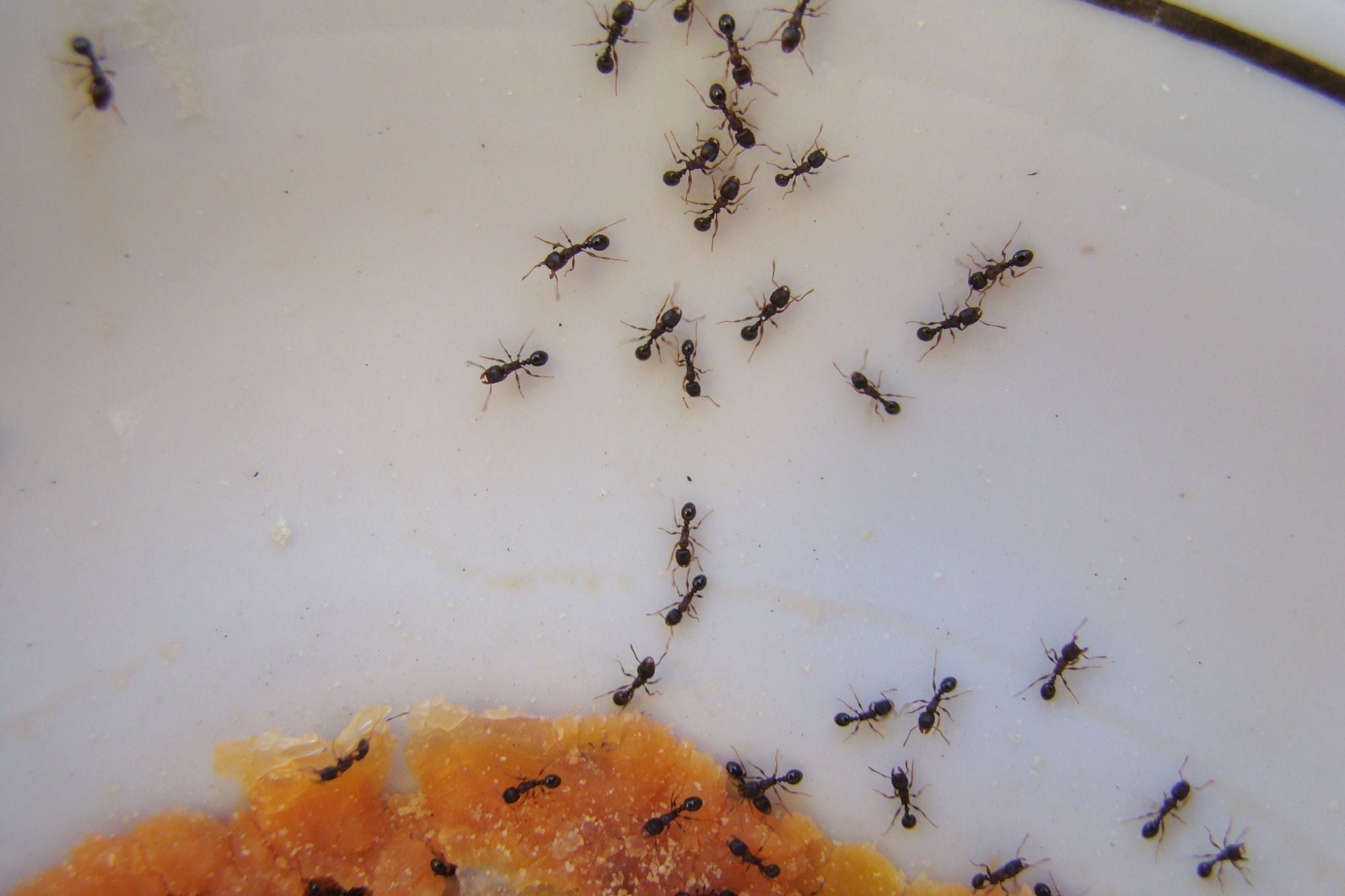 How to Get Rid of Ants: Proven Methods for Every Home