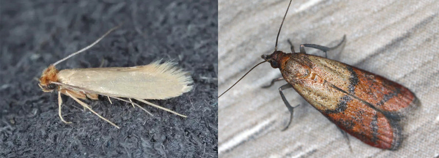 Close-up of pantry moth and clothes moth