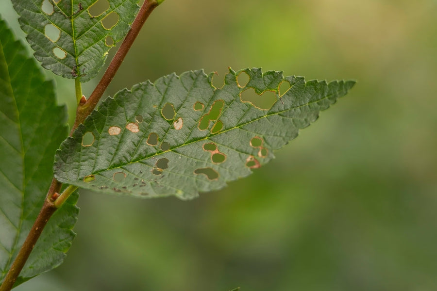  Insect Infestation on leaves
