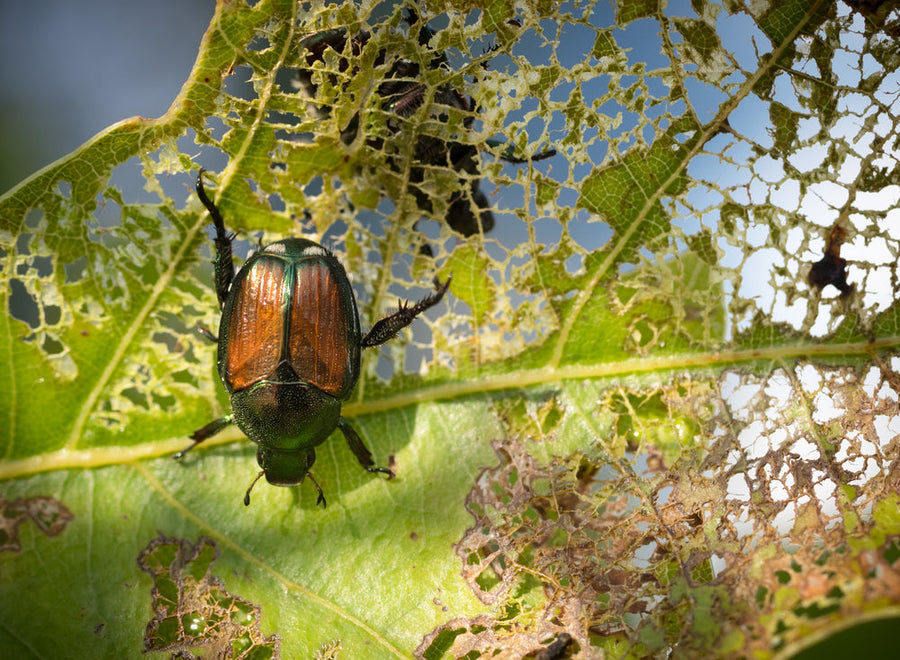 Japanese beetle is eating a green leaf