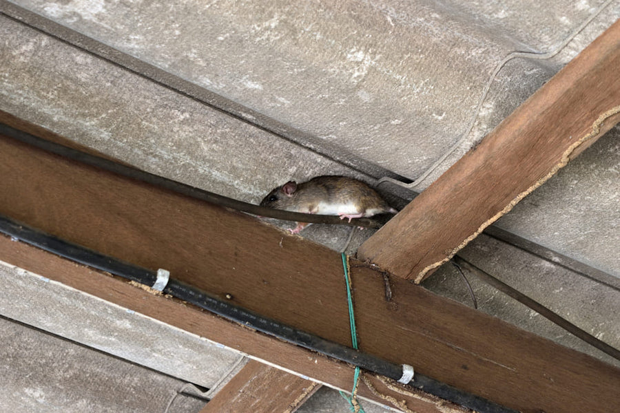 A mouse entering a home through a gap in the roof beams and exposed wiring.
