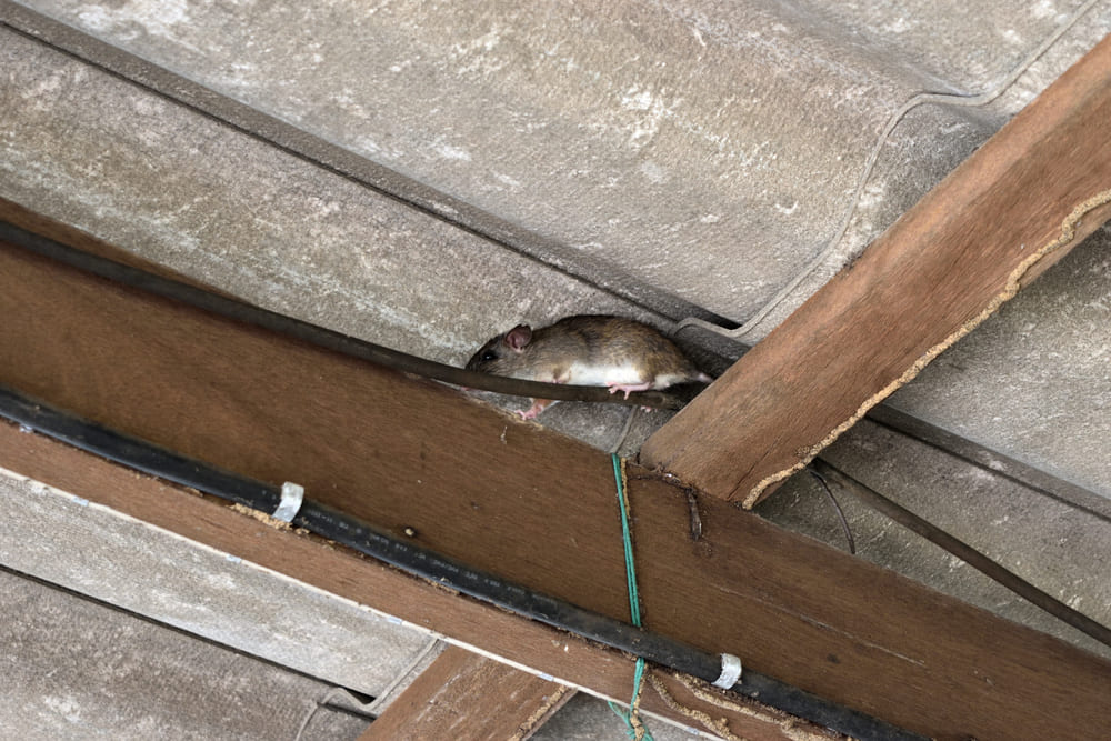 How to Find Mice Entry Points