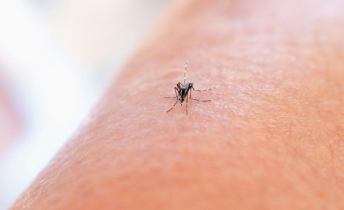 What Do Mosquitoes Eat? From Larvae to Adults