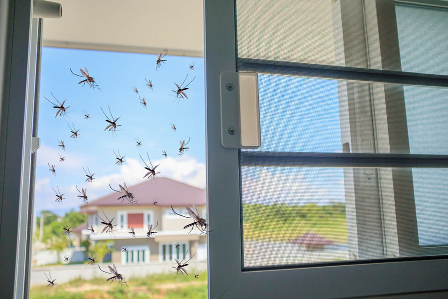 mosquitos in the window