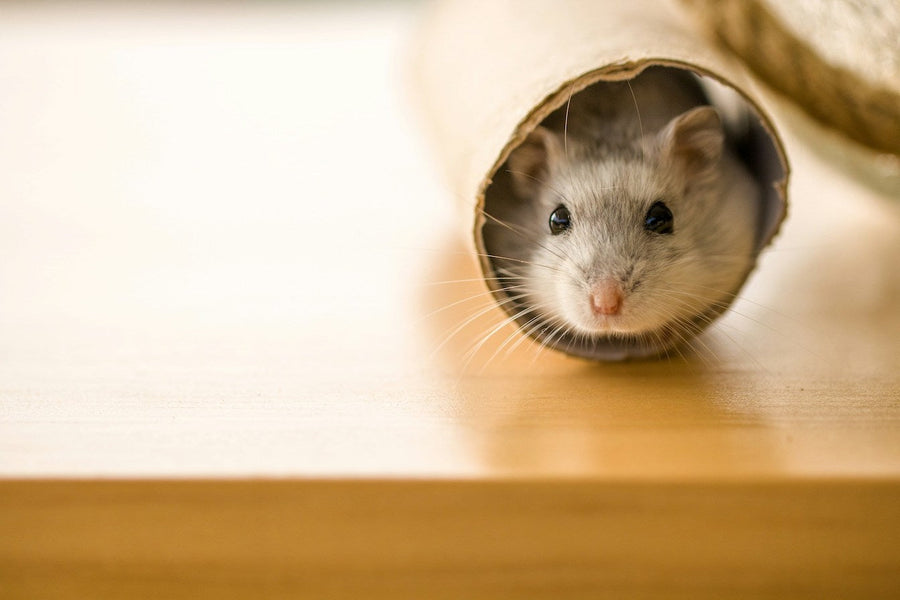 mouse hiding in the box