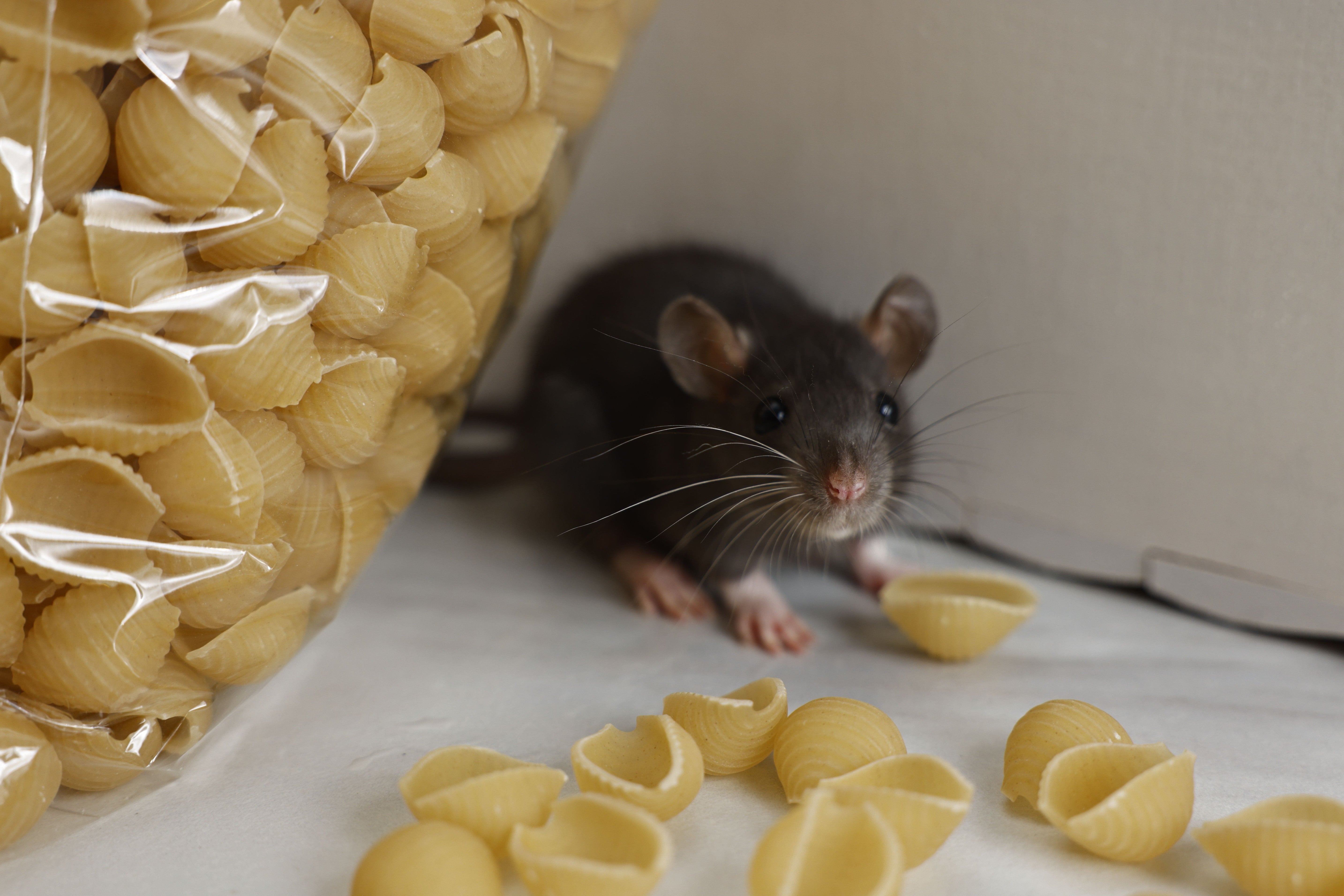What Do Mice Eat? Foods That Attract Mice